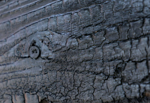 Bois brûlé, Charred Wood Art